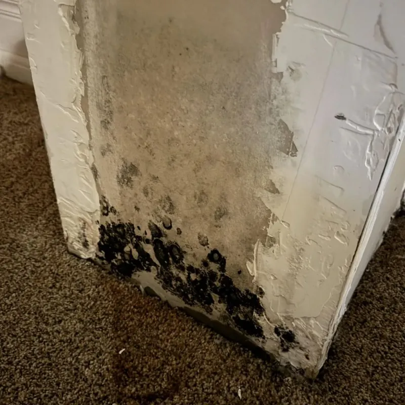Professional Mold Removal in Madison Heights, VA
